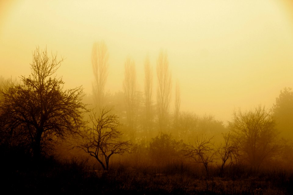 Fog Mist Sky Morning