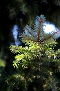 Spruce Tree Pine Family Conifer photo
