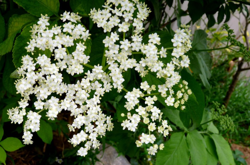 Plant Flower Flowering Plant Nannyberry