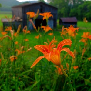 Flower Flora Daylily Plant