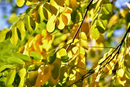 Leaf Tree Branch Plant photo