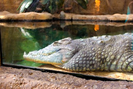 Crocodilia Crocodile Reptile American Alligator photo
