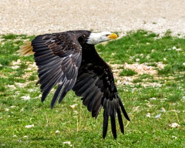 Bird Eagle Beak Fauna photo