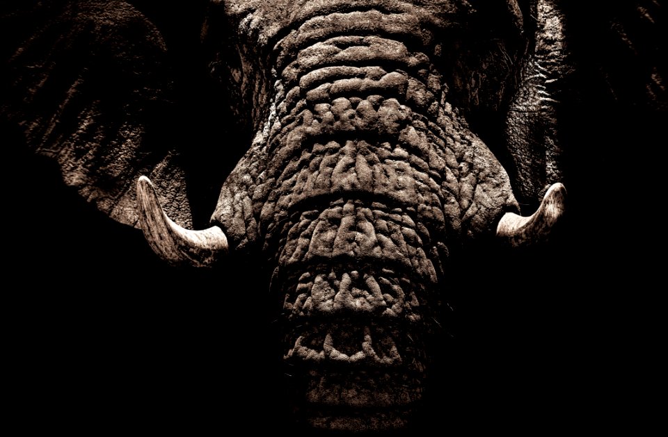 Elephants And Mammoths Black And White Head Close Up