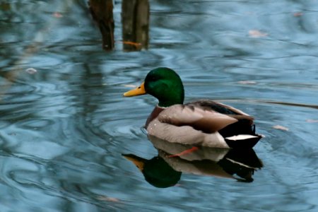 Bird Duck Mallard Water photo