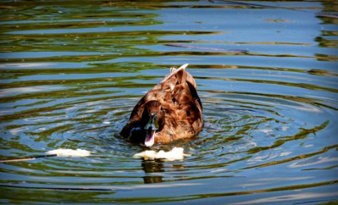 Water Bird Duck Reflection photo