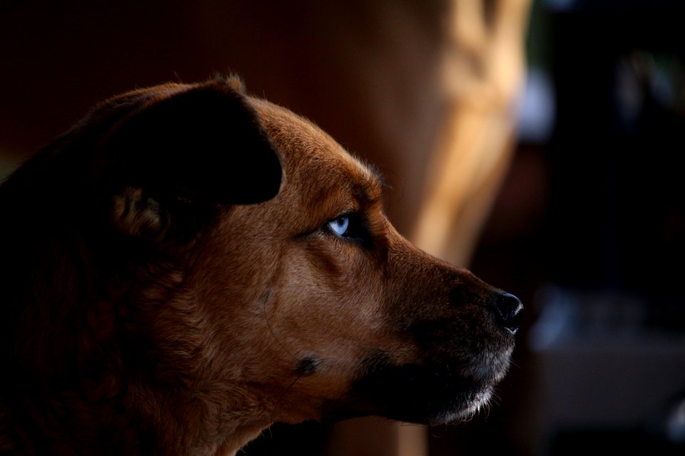 Dog Dog Breed Nose Dog Like Mammal