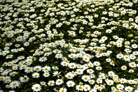 Flower Plant Chamaemelum Nobile Oxeye Daisy photo