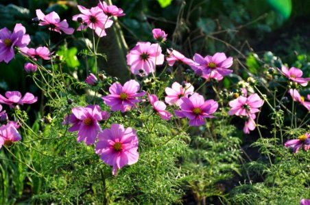 Flower Plant Flowering Plant Garden Cosmos