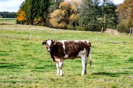 Cattle Like Mammal Pasture Grazing Dairy Cow photo