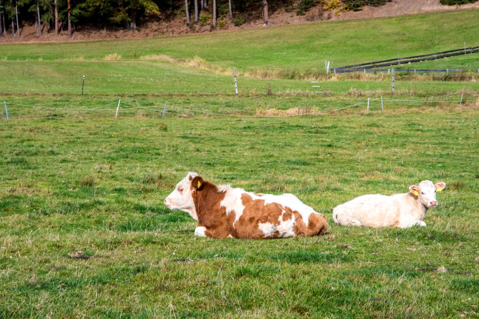 Grassland Cattle Like Mammal Pasture Grazing