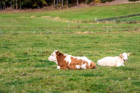 Grassland Cattle Like Mammal Pasture Grazing photo