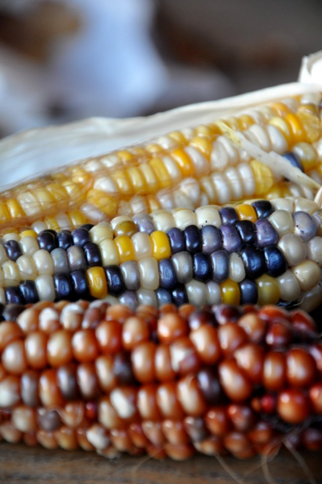 Corn On The Cob Commodity Bead Maize
