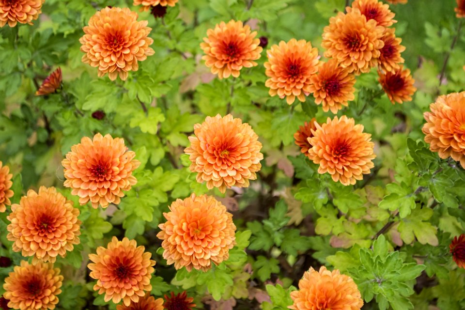 Flower Plant Chrysanths Annual Plant