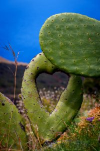 Vegetation Ecosystem Cactus Barbary Fig