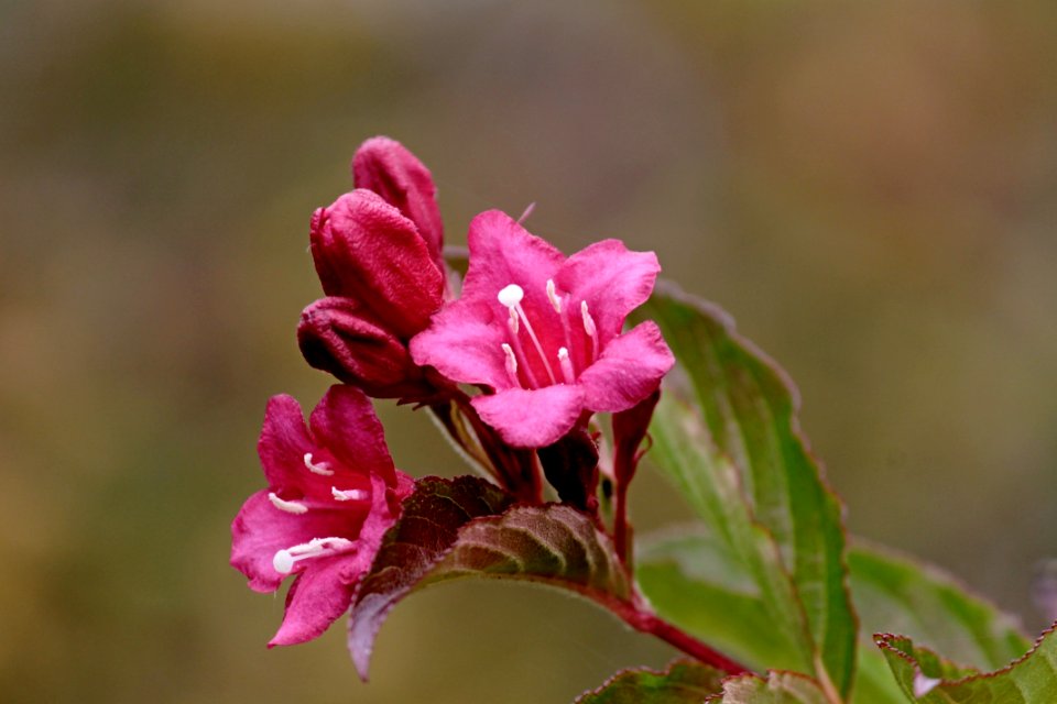 Flower Flora Pink Plant