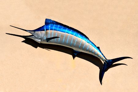 Billfish Swordfish Fauna Fish photo