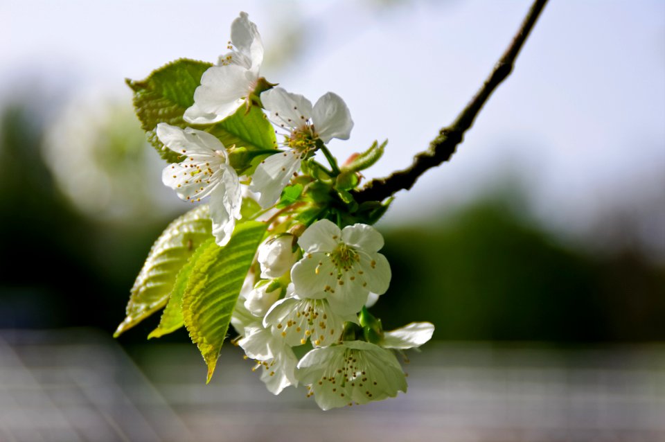 Blossom Branch Flower Cherry Blossom