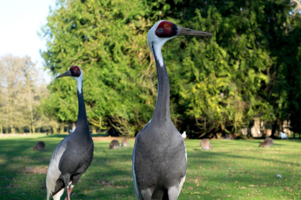 Bird Crane Like Bird Crane Grass