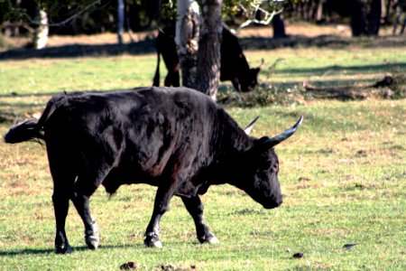 Cattle Like Mammal Bull Horn Pasture photo