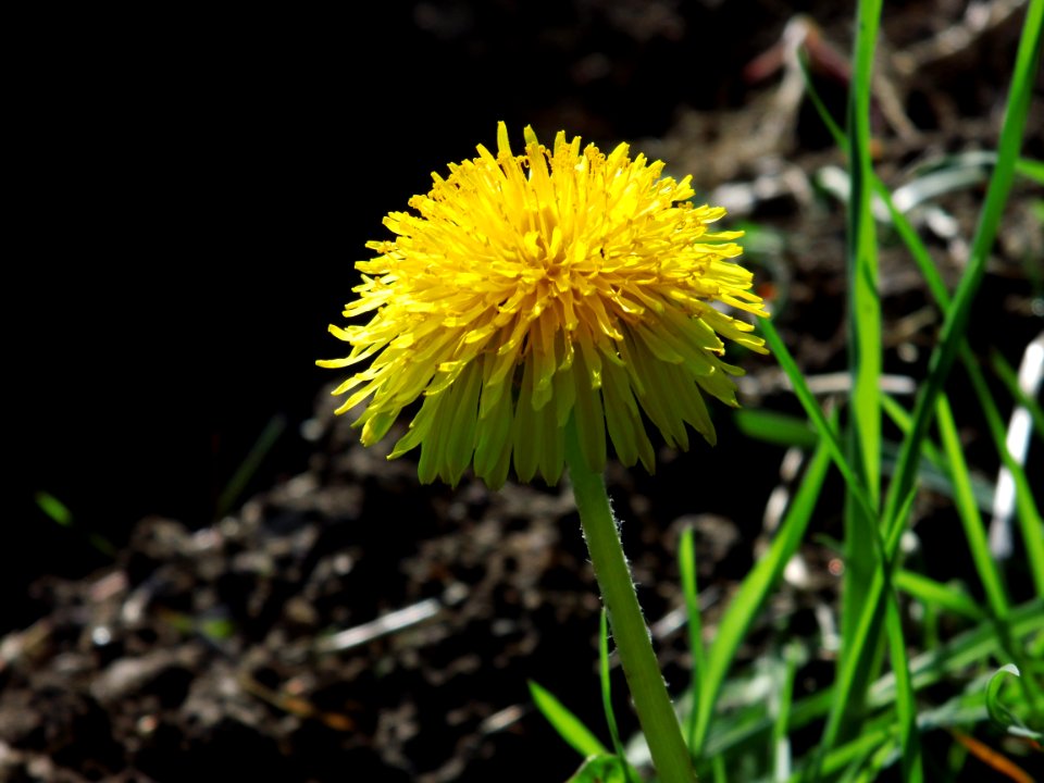 Flower Yellow Flora Dandelion