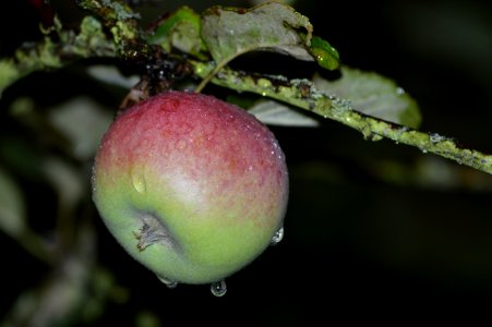 Fruit Apple Close Up Branch photo
