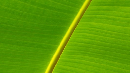 Leaf Green Banana Leaf Plant