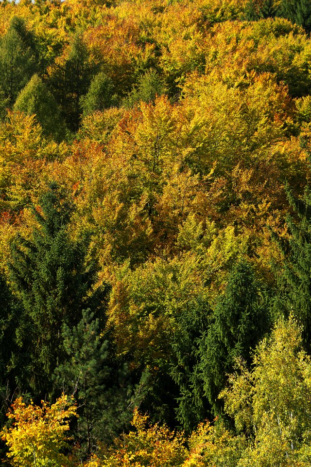 Vegetation Temperate Broadleaf And Mixed Forest Ecosystem Leaf