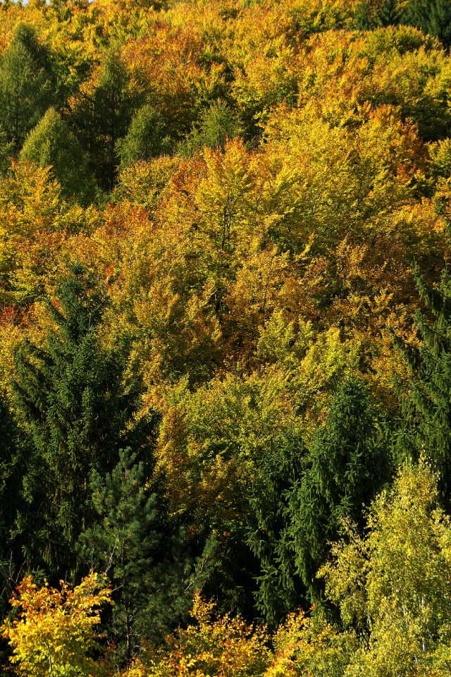 Vegetation Temperate Broadleaf And Mixed Forest Ecosystem Leaf photo