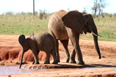 Elephant Elephants And Mammoths Terrestrial Animal Wildlife photo