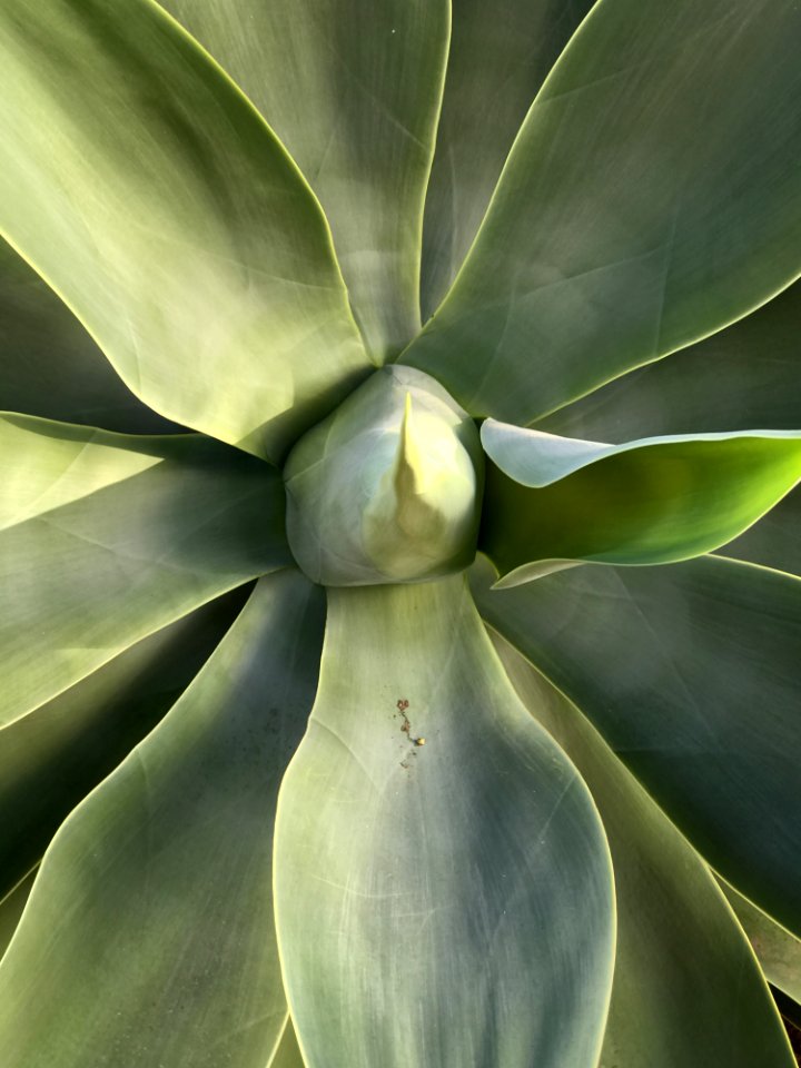 Plant Agave Leaf Flora