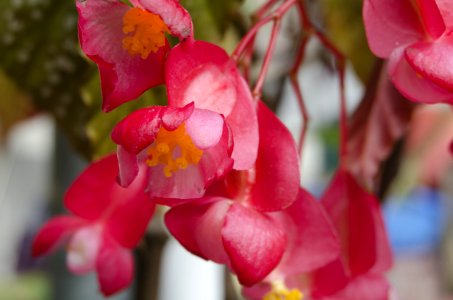 Flower Pink Flora Flowering Plant photo