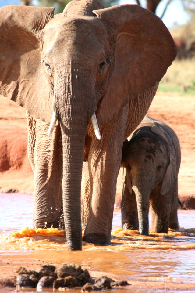 Elephant Elephants And Mammoths Wildlife Terrestrial Animal
