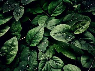 Close-Up Photography Of Leaves With Droplets photo