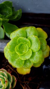 Plant Flower Stonecrop Family Herbaceous Plant