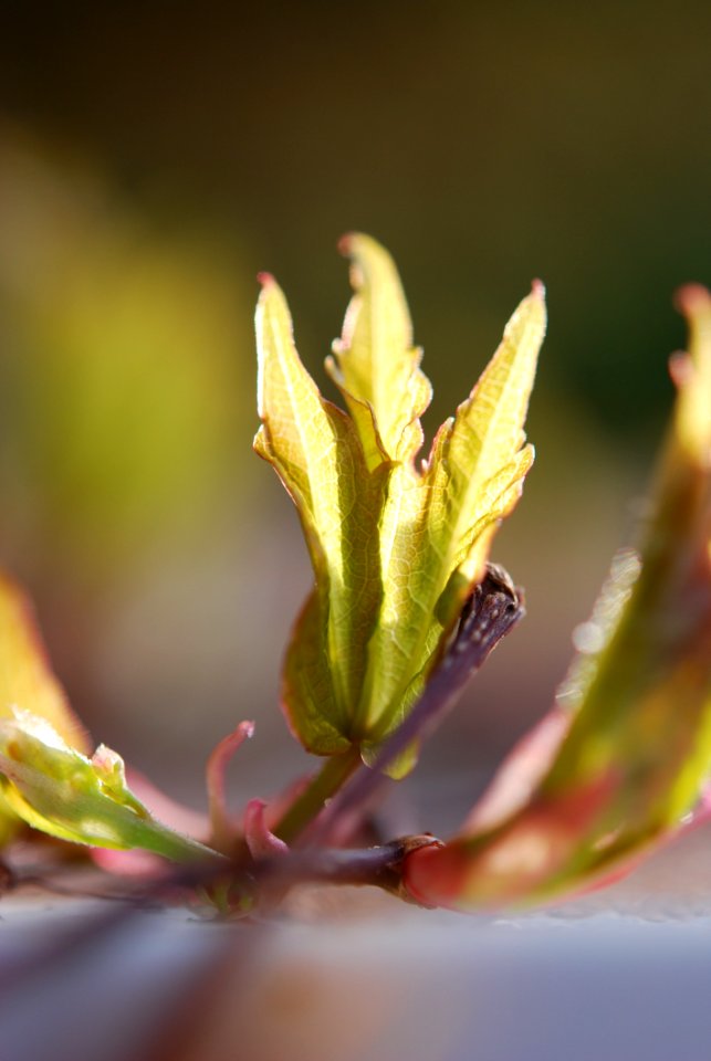 Flora Bud Macro Photography Leaf