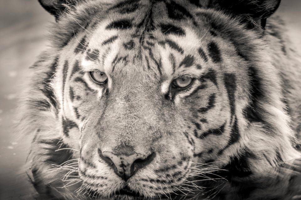 Wildlife Face Tiger White