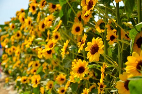 Flower Sunflower Yellow Plant photo