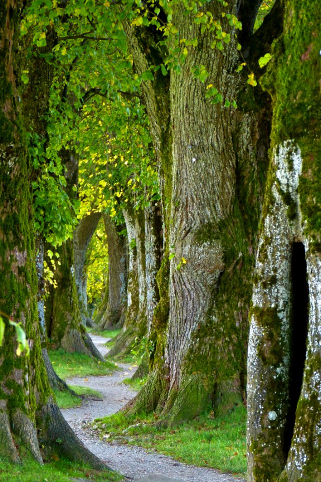 Tree Green Nature Woodland