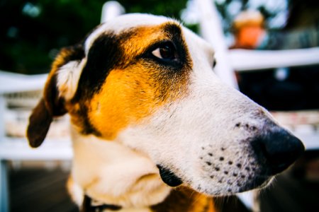 Tricolor Short-coated Dog In Close Up Photography photo