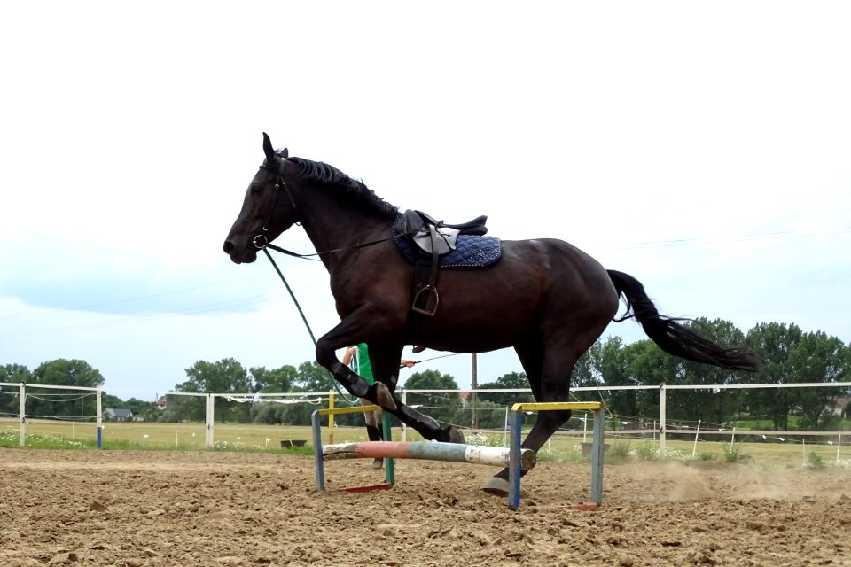 Horse Bridle Rein Horse Tack