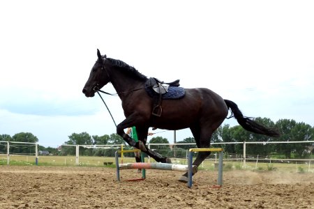 Horse Bridle Rein Horse Tack photo