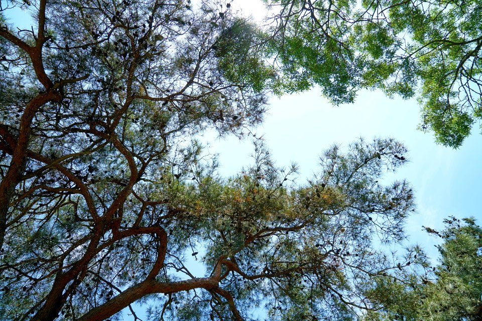 Tree Sky Branch Vegetation