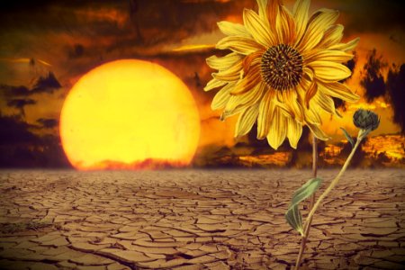 Flower Yellow Sunflower Sky