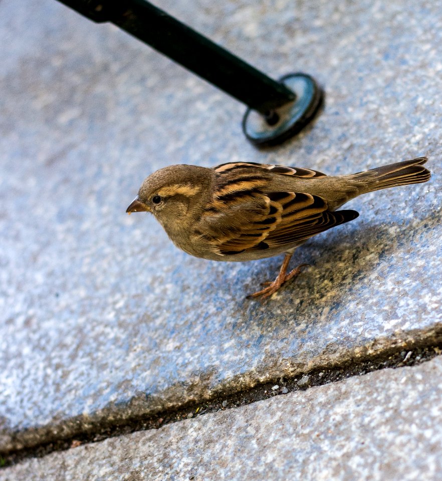 Bird Sparrow Fauna House Sparrow