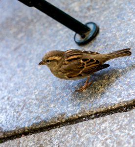 Bird Sparrow Fauna House Sparrow