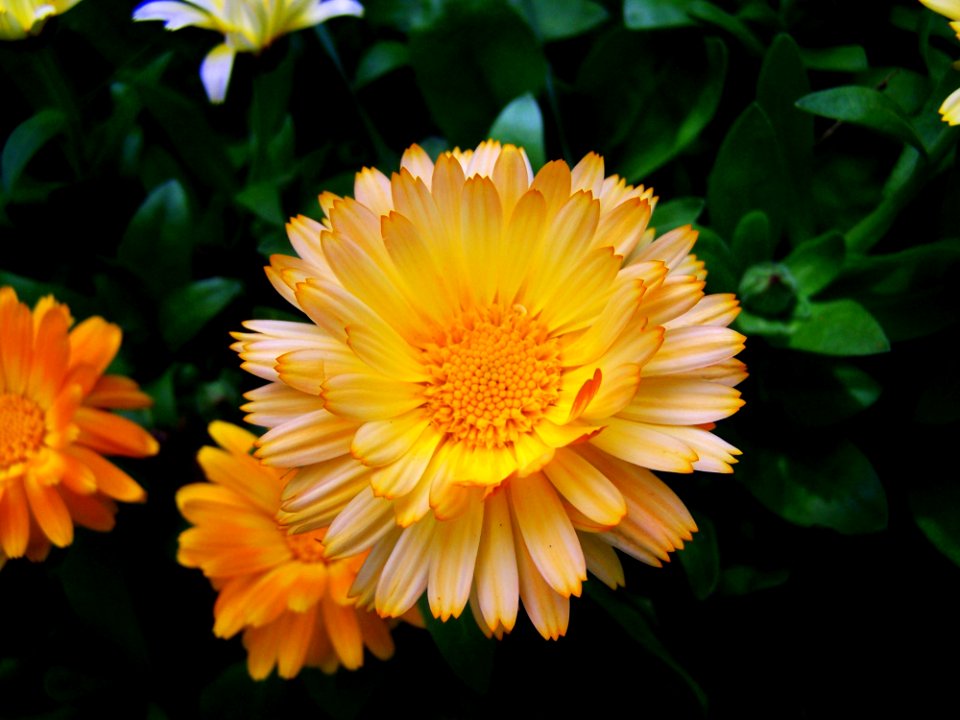 Flower Yellow Flora Plant