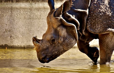 Rhinoceros Fauna Mammal Wildlife photo