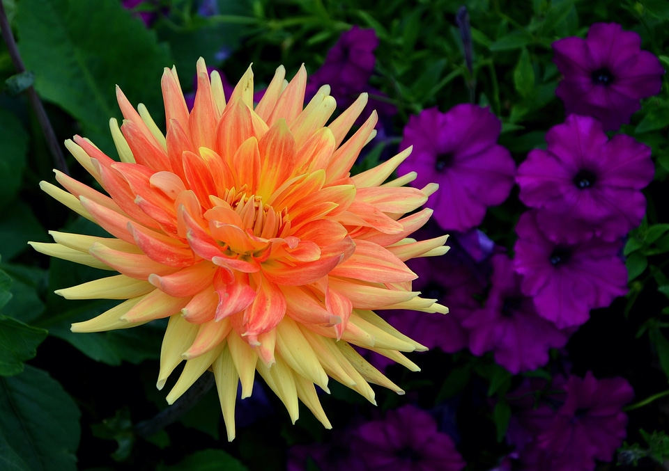Close up garden dahlia garden