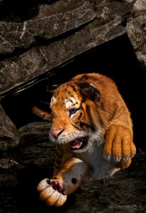 Tiger Mammal Wildlife Fauna